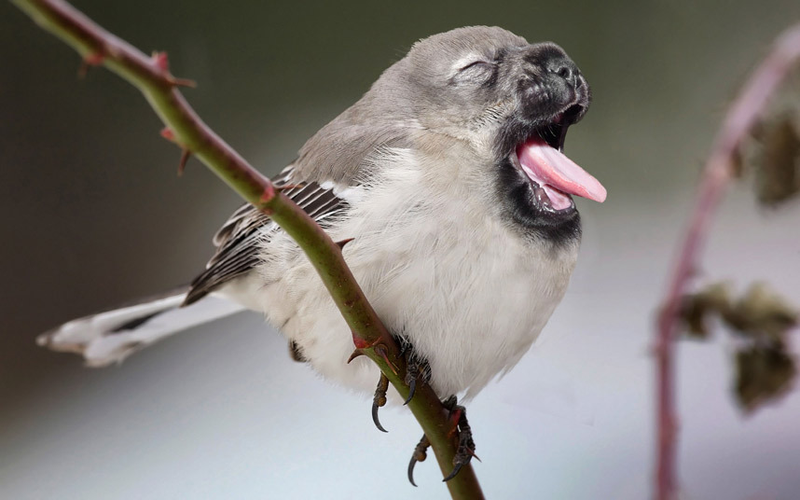 Illustration for article titled Common Animals Morphed Into Terrifying New Species